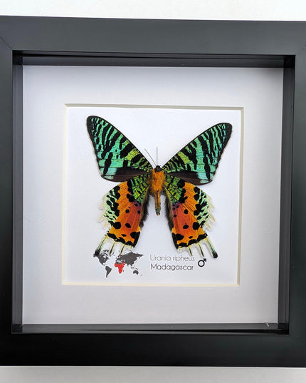 Framed Madagascan Sunset Moth, Urania Ripheus, Taxidermy Bug Art