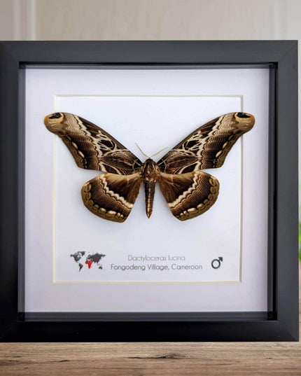 Framed dactyloceras lucina moth: brown camouflage nature art