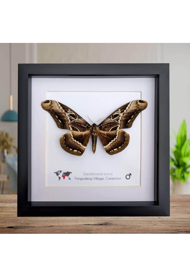 Framed dactyloceras lucina moth: brown camouflage nature art
