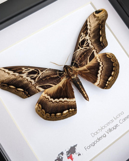 Framed dactyloceras lucina moth: brown camouflage nature art