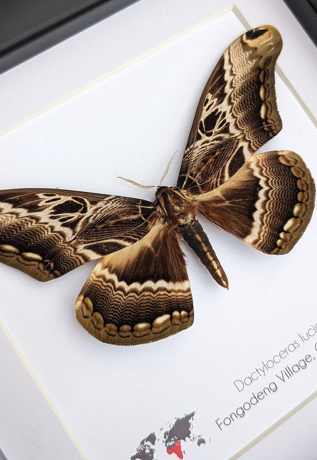 Framed dactyloceras lucina moth: brown camouflage nature art
