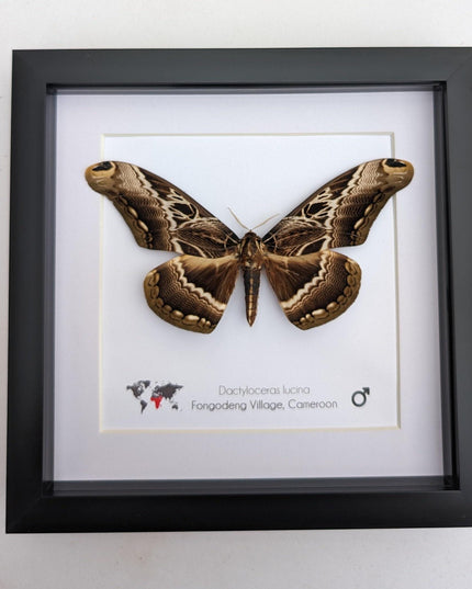 Framed dactyloceras lucina moth: brown camouflage nature art