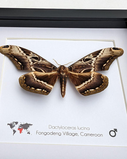 Framed dactyloceras lucina moth: brown camouflage nature art