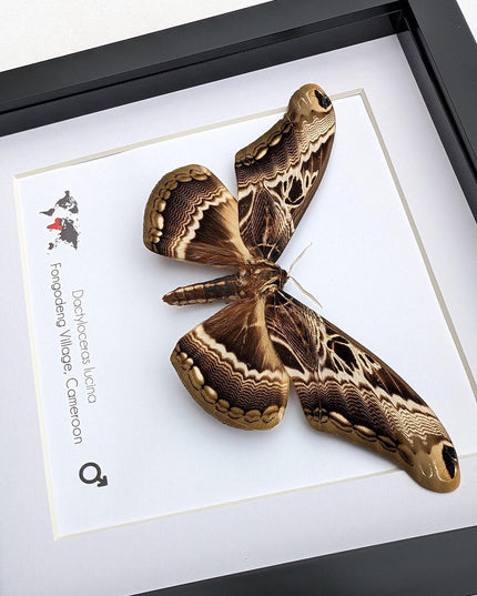 Framed dactyloceras lucina moth: brown camouflage nature art