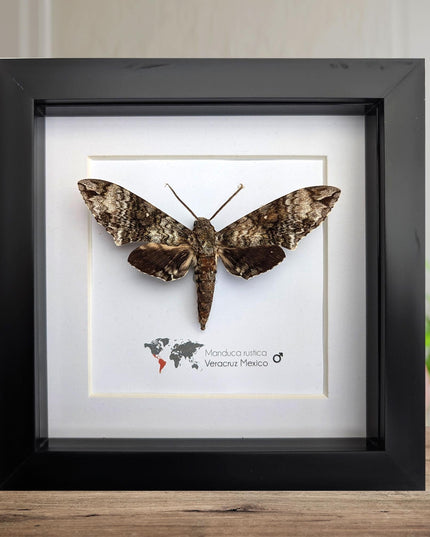 Framed Rustic Sphinx Moth Display, Ethically Sourced Taxidermy Entomology Gift
