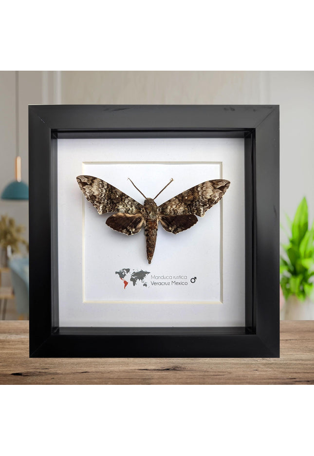Framed Rustic Sphinx Moth Display, Ethically Sourced Taxidermy Entomology Gift