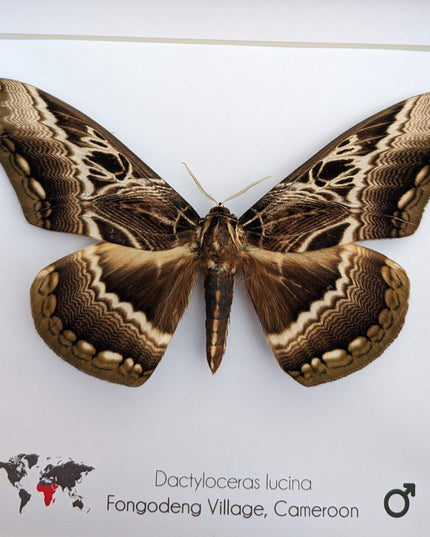 Framed dactyloceras lucina moth: brown camouflage nature art