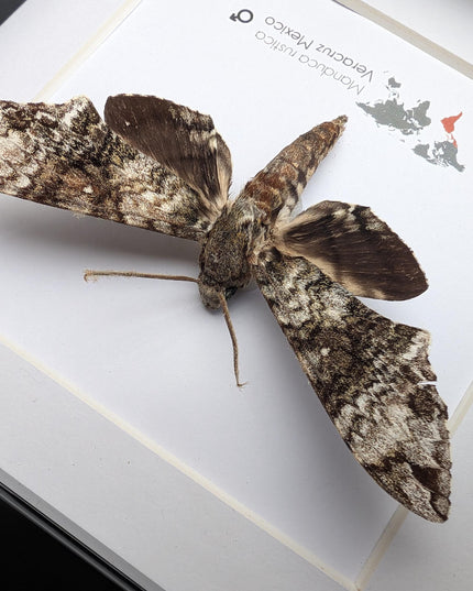 Framed Rustic Sphinx Moth Display, Ethically Sourced Taxidermy Entomology Gift