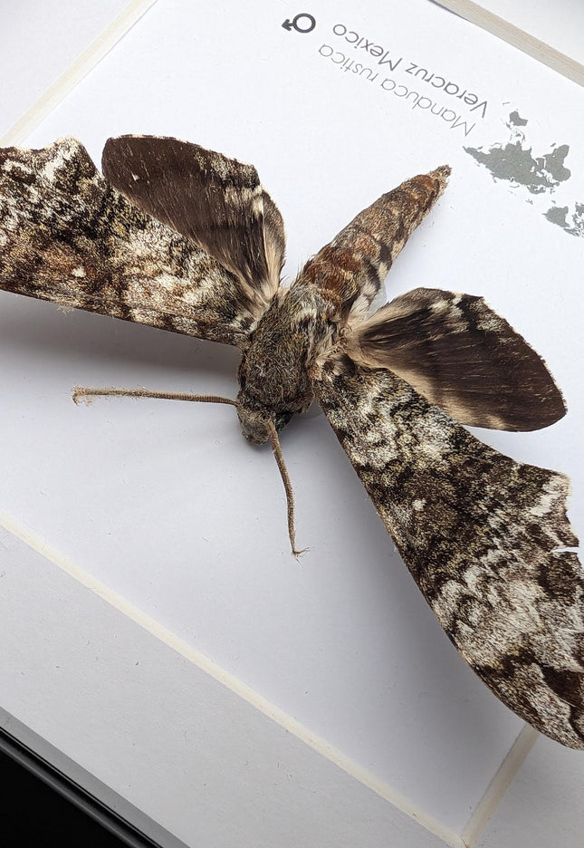Framed Rustic Sphinx Moth Display, Ethically Sourced Taxidermy Entomology Gift