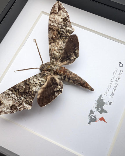 Framed Rustic Sphinx Moth Display, Ethically Sourced Taxidermy Entomology Gift