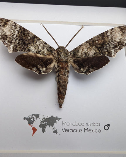Framed Rustic Sphinx Moth Display, Ethically Sourced Taxidermy Entomology Gift