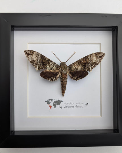 Framed Rustic Sphinx Moth Display, Ethically Sourced Taxidermy Entomology Gift