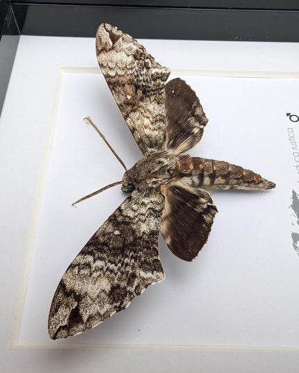 Framed Rustic Sphinx Moth Display, Ethically Sourced Taxidermy Entomology Gift
