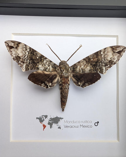 Framed Rustic Sphinx Moth Display, Ethically Sourced Taxidermy Entomology Gift