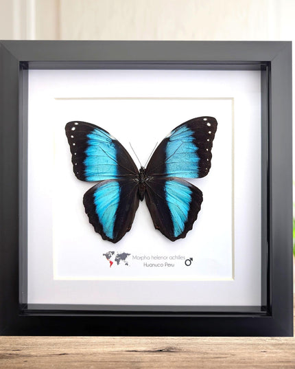 Framed Achilles Morpho Butterfly, Blue Banded Insect Specimen, Ethically Sourced