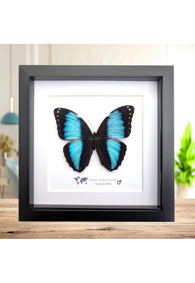 Framed Achilles Morpho Butterfly, Blue Banded Insect Specimen, Ethically Sourced