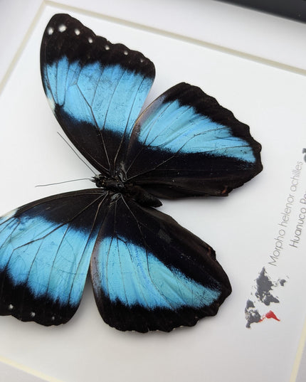 Framed Achilles Morpho Butterfly, Blue Banded Insect Specimen, Ethically Sourced