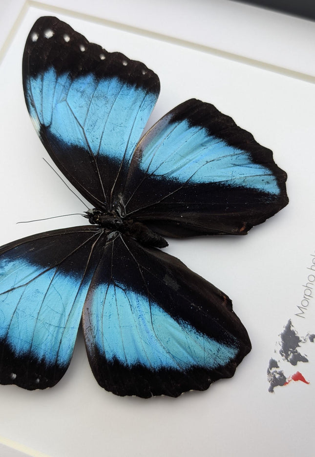 Framed Achilles Morpho Butterfly, Blue Banded Insect Specimen, Ethically Sourced