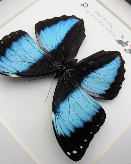 Framed Achilles Morpho Butterfly, Blue Banded Insect Specimen, Ethically Sourced