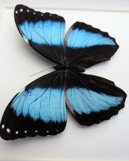Framed Achilles Morpho Butterfly, Blue Banded Insect Specimen, Ethically Sourced
