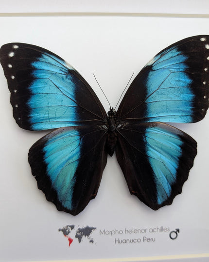 Framed Achilles Morpho Butterfly, Blue Banded Insect Specimen, Ethically Sourced