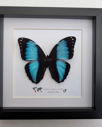Framed Achilles Morpho Butterfly, Blue Banded Insect Specimen, Ethically Sourced