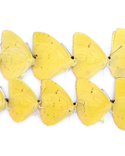 Dried Yellow Butterfly Specimens: Orange-Barred Sulphur, Art Craft Supply (Bundle of 10)