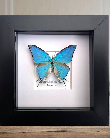 Sky-blue hairstreak butterfly taxidermy, framed entomology wall decor (4x4)