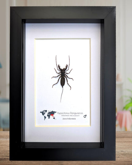 Framed Asian Whip Scorpion, Ethically Sourced Entomology Wall Decor (5x7)