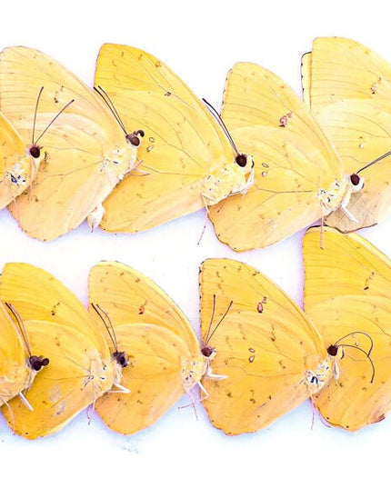 Dried Yellow Butterfly Specimens: Orange-Barred Sulphur, Art Craft Supply (Bundle of 10)