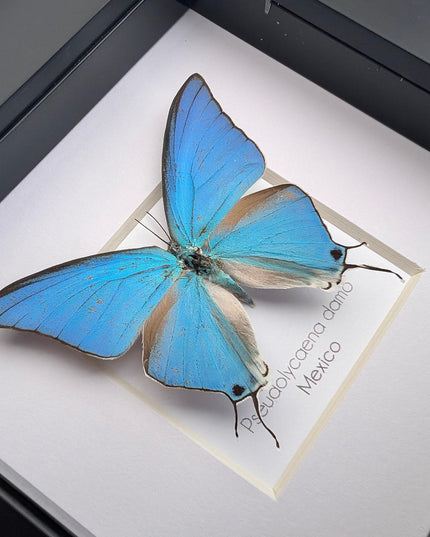 Sky-blue hairstreak butterfly taxidermy, framed entomology wall decor (4x4)