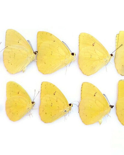 Dried Yellow Butterfly Specimens: Orange-Barred Sulphur, Art Craft Supply (Bundle of 10)