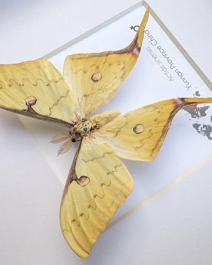 Framed golden moon moth taxidermy: ethically sourced entomology display (8x8in