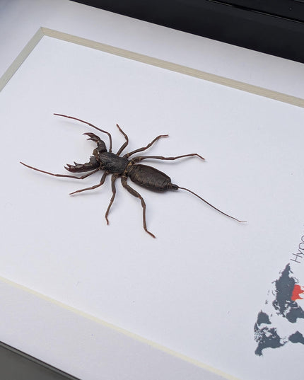 Framed Asian Whip Scorpion, Ethically Sourced Entomology Wall Decor (5x7)