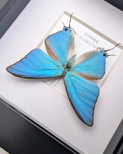 Sky-blue hairstreak butterfly taxidermy, framed entomology wall decor (4x4)