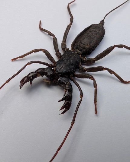 Framed Asian Whip Scorpion, Ethically Sourced Entomology Wall Decor (5x7)