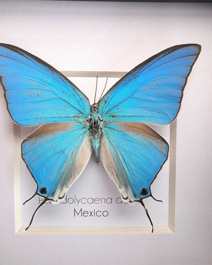 Sky-blue hairstreak butterfly taxidermy, framed entomology wall decor (4x4)