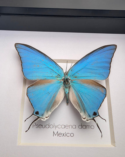Sky-blue hairstreak butterfly taxidermy, framed entomology wall decor (4x4)