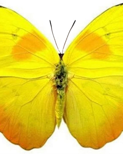 Dried Yellow Butterfly Specimens: Orange-Barred Sulphur, Art Craft Supply (Bundle of 10)