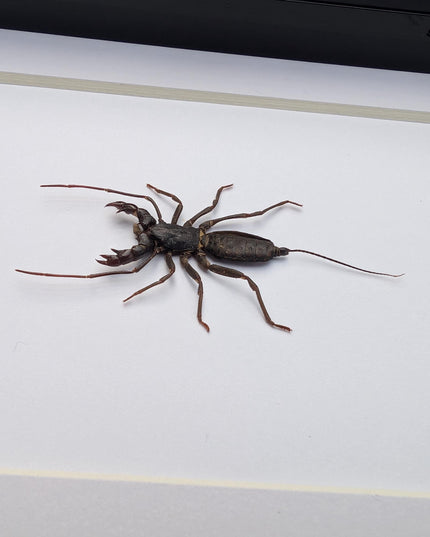 Framed Asian Whip Scorpion, Ethically Sourced Entomology Wall Decor (5x7)