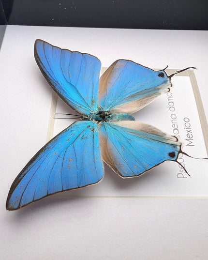 Sky-blue hairstreak butterfly taxidermy, framed entomology wall decor (4x4)