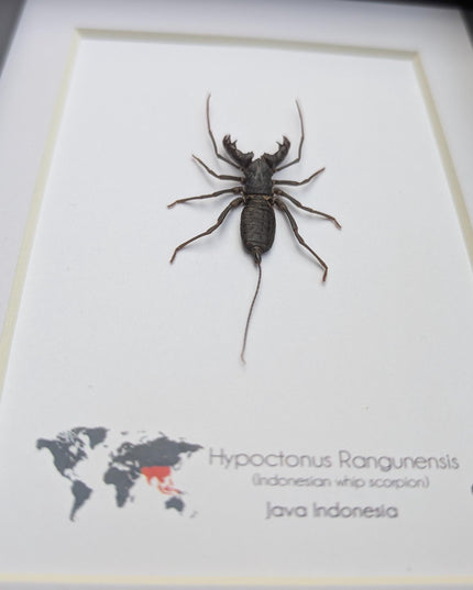 Framed Asian Whip Scorpion, Ethically Sourced Entomology Wall Decor (5x7)