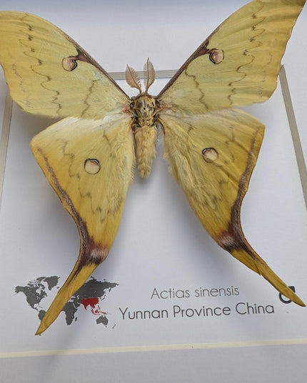 Framed golden moon moth taxidermy: ethically sourced entomology display (8x8in