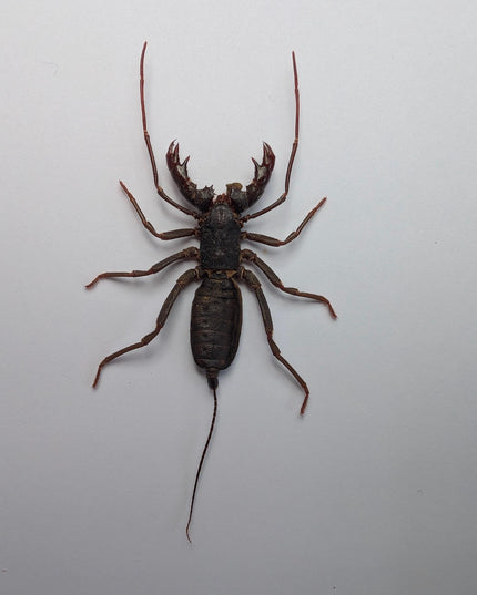 Framed Asian Whip Scorpion, Ethically Sourced Entomology Wall Decor (5x7)