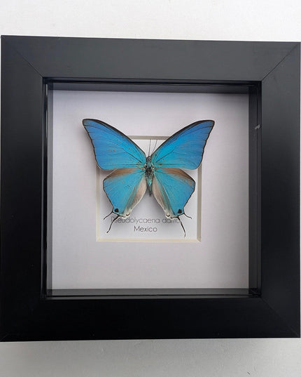 Sky-blue hairstreak butterfly taxidermy, framed entomology wall decor (4x4)