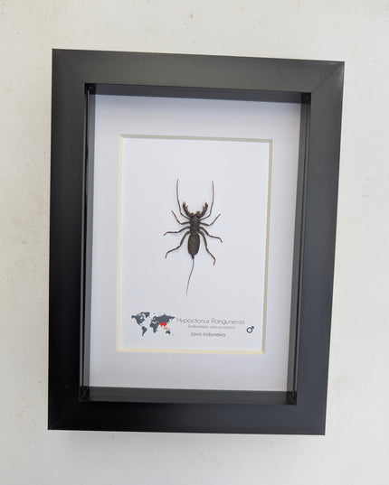 Framed Asian Whip Scorpion, Ethically Sourced Entomology Wall Decor (5x7)