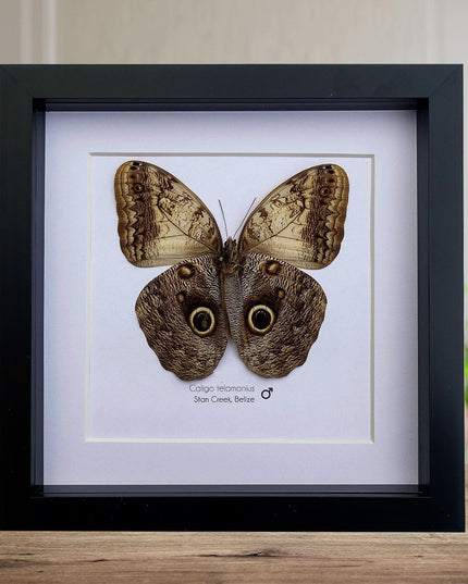 Framed owl butterfly taxidermy: caligo memnon from belize (8x8)