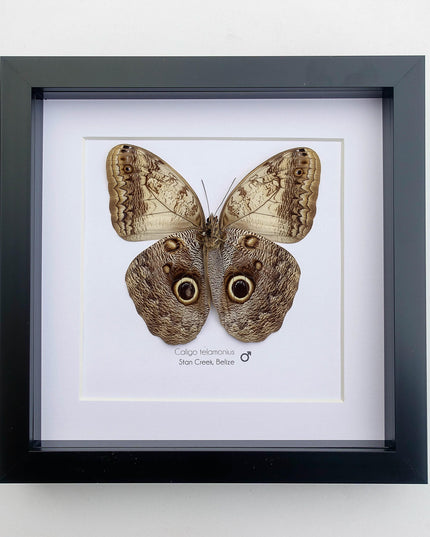 Framed owl butterfly taxidermy: caligo memnon from belize (8x8)