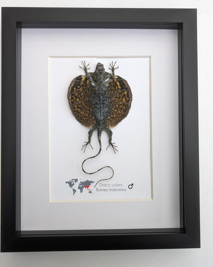 Framed flying lizard taxidermy: draco volans wall decor (8x10)