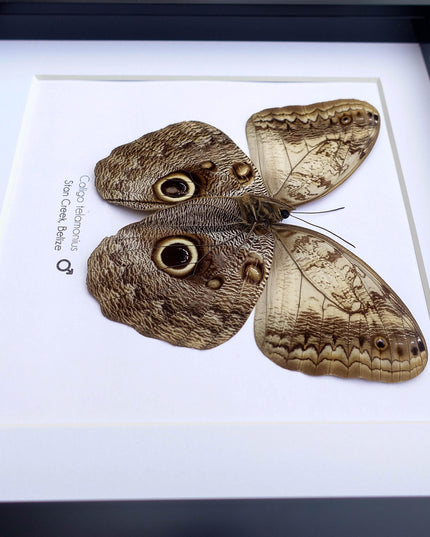 Framed owl butterfly taxidermy: caligo memnon from belize (8x8)